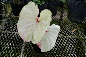 240456☆AO☆新しいカラジウム　Caladium 'Tie-dyed Tree Frog' 80サイズ