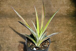 240474☆AO☆美味　白実のパイナップル　Ananas comosus 'White' 100サイズ