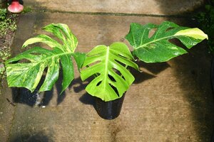 240466☆AO☆黄斑入りモンステラ Monstera deliciosa var.borsigiana ' Aureovariegata' 100サイズ