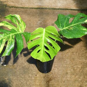 240466☆AO☆黄斑入りモンステラ Monstera deliciosa var.borsigiana ' Aureovariegata' 100サイズの画像1