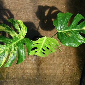 240466☆AO☆黄斑入りモンステラ Monstera deliciosa var.borsigiana ' Aureovariegata' 100サイズの画像2