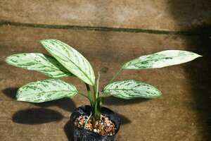 240470☆AO☆珍種　アグラオネマ'シルヴァー・クィーン・バリエガタ'Aglaonema 'Silver Queen Variegatum'100サイズ