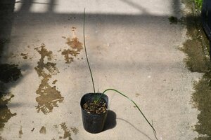 240485☆AO☆珍種　水性クリナム　Crinum campanulatum 80サイズ