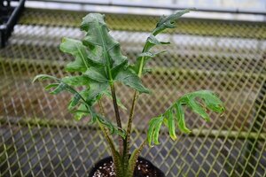 2404106☆AO☆葉形がユニーク　アロカシア・ブランキフォリア Alocasia brancifolia 100サイズ