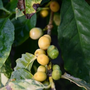 2404105☆AO☆珍種 矮性黄実のコーヒーの苗 Coffea arabica 'Dwarf Yellow' 80サイズの画像1