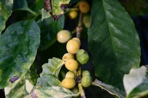 2404105☆AO☆珍種 矮性黄実のコーヒーの苗　Coffea arabica 'Dwarf Yellow' 80サイズ