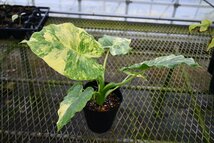 2404119☆AO☆アロカシア・ガゲアナ　黄斑　オーレオバリエガタ　Alocasia gageana Aureovariegata 100サイズ_画像1