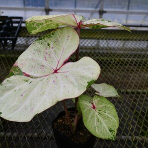 2404116☆AO☆新しいカラジウム Caladium 'Tie-dyed Tree Frog' 100サイズの画像3