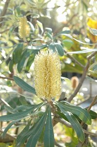 ★TO★オーストラリア花木 バンクシア・インテグリフォリア　Banksia integrifolia　コーストバンクシア　4.5号ポット　100サイズ