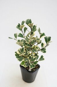 ★TO★人気観葉植物★フィカス・トリアングラリスの斑入り　Ficus triangularis ’Variegata'　3.5号ポット苗 現品　80サイズ