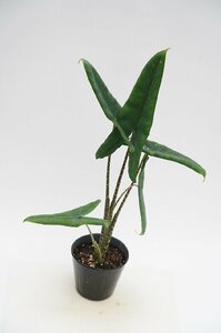 ★TO★希少★アロカシア・ゼブリナの細葉の品種　Alocasia zebrina 'Tigrina Superba'　観葉植物　アロイド　4号ポット苗　現品　100サイズ