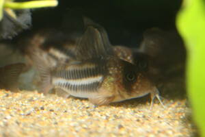 Новый вид! Geki Rare [Corydoras Super Anchester Bleed 2 Sets