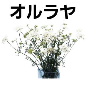 【花の種】オルラヤ　オルレア　ホワイトフィンチ　３０粒　切り花向き