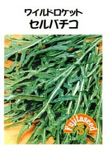  ＜野菜の種＞９００粒以上　ワイルドロケット　セルバチコ　0.5ｍｌ　ルッコラ　ワイルドルッコラ　セルバチカ