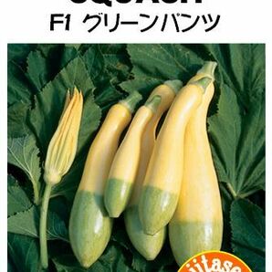 ＜野菜の種＞ズッキーニ F1 グリーンパンツ たね ８粒 ４種郵便で発送の画像1