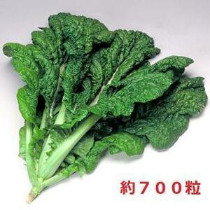 ＜野菜の種＞約700粒　かつお菜　2.5ｍｌ　博多かつを菜 カツオナ　４種郵便で発送　