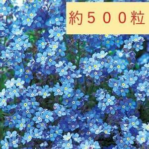 【花の種】忘れな草　約500粒　ドワーフブルー　0.5ｍｌ　ミオソチス　ワスレナグサ