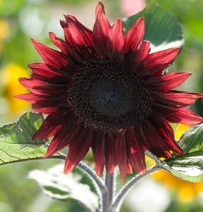 【花の種】４０粒　珍しい赤い（茶褐色)ひまわり　プロカットレッド　花が茶系 　４種郵便にて発送