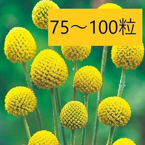【花の種】約７５粒　クラスペディア　グロボーサ　0.5ｍｌ　ドラムスティック
