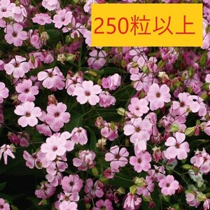 【花の種】２５０粒以上（2.5ｍｌ）　サポナリア　ピンクビューティー　バッカリア　４種郵便にて発送