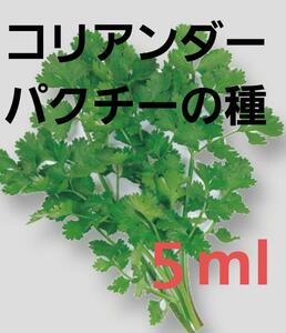 ＜野菜の種＞コリアンダー　パクチー　5ｍｌ　100～130粒　香菜　シャンツァイ