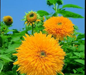 【花の種】４０粒　東北八重　豪華八重ひまわり　完全八重ヒマワリ　４種郵便にて発送