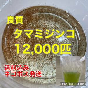 送料無料　良質　タマミジンコ　12,000匹　生き餌　加温メダカ　金魚　らんちゅう　産卵促進　色揚げに　栄養満点　育成スピードUP