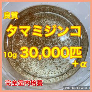 送料無料　良質　タマミジンコ　30,000匹　生き餌　加温メダカ　金魚　らんちゅう　産卵促進　色揚げに　栄養満点　育成スピードUP