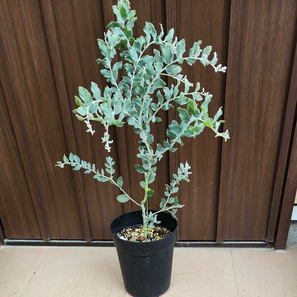 パールアカシア　鉢植え23　苗　ミモザ　オージープランツ　常緑樹　可愛い　
