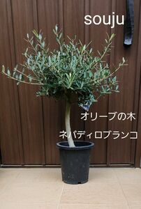 souju 創樹　オリーブの木　ネバディロブランコ　鉢植えG　極太　美形　シンボルツリー　現品　引っ越し祝い