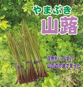 山蕗　やまぶき　1キログラム　奈良県産　送料無料地域限定販売→関東・信越・東海・北陸・近畿・中国・四国←地域限定送料無料販売