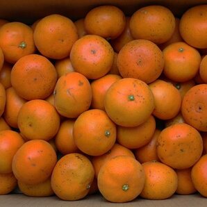 【限定2箱】愛媛県特産 柑橘の大トロ「せとか」2Sサイズ 家庭用 約5kg 1円スタートの画像1