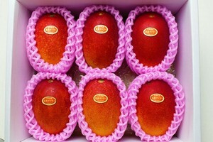 [ limitation 1 box ] Miyazaki prefecture Special production .. mango 6 sphere go in ( total 2kg and more ) vanity case entering 1 jpy start 