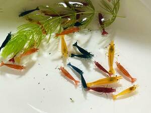 [ shrimp Chan ..] Cherry shrimp various Mix 20 pcs set .....