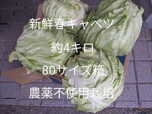 1.岡山県産 新鮮春キャベツ 約4キロ 80ｻｲ箱 農薬不使用栽培