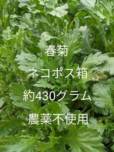 1.岡山県産 春菊 ネコポス箱 約430グラム 農薬不使用