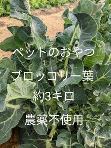 1.岡山県産 ペットのおやつ ブロッコリーの葉 80サイズ箱 約3キロ 農薬不使用