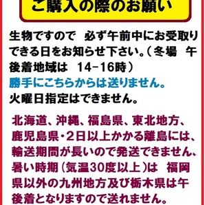 新小赤 400匹 小赤 当歳 餌金 金魚 金魚すくい エサ金の画像2