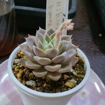 多肉植物　13 エケベリア エレガンス×ザラゴーサ　162_画像1