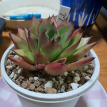 多肉植物　14 エケベリア アガボイデス ジゼル　77_画像1