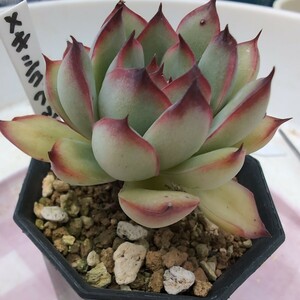 多肉植物　16 エケベリア メキシコプリドニス　46