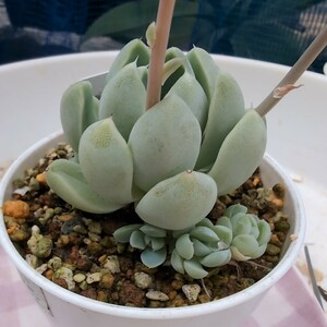 多肉植物　16 エケベリア アルビガンス　470