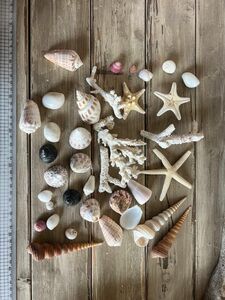 貝殻、ヒトデ、サンゴセット 