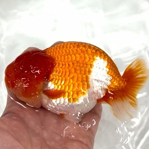 金魚専門店【GOOD's Gold Fish shop 名古屋】タイ産◆更紗◆ちんちゅう 本物！！チンチュウ◆5