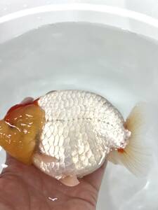 金魚専門店【GOOD's Gold Fish shop 名古屋】タイ産◆更紗◆ちんちゅう 本物！！チンチュウ◆3