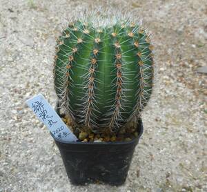 プセウドロビビア 緋裳丸 ひしょうまる 実生 PseudoLobivia Echinopsis aurea var.aurea