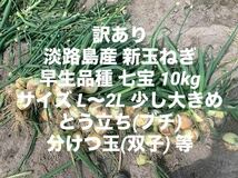 訳あり 淡路島産 新玉ねぎ 早生品種 七宝 10kg サイズL～2L ブチ 淡路 淡路島_画像1