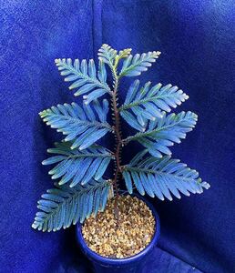 Selaginella sp. “Gold&Blue purple” セラギネラ