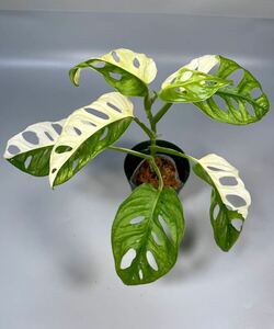 「18」Monstera Adansonii Variegata マドカズラ　斑入り　モンステラ アダンソニー　バリエガータ　