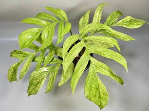 [03]Epipprenum pinnatum Mint Variegated epi pre mnampinatsum mint Varie ga-ta